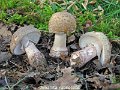 Amanita rubescens-amf228